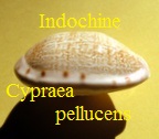 Cypraea pellucens, Melvill 1888